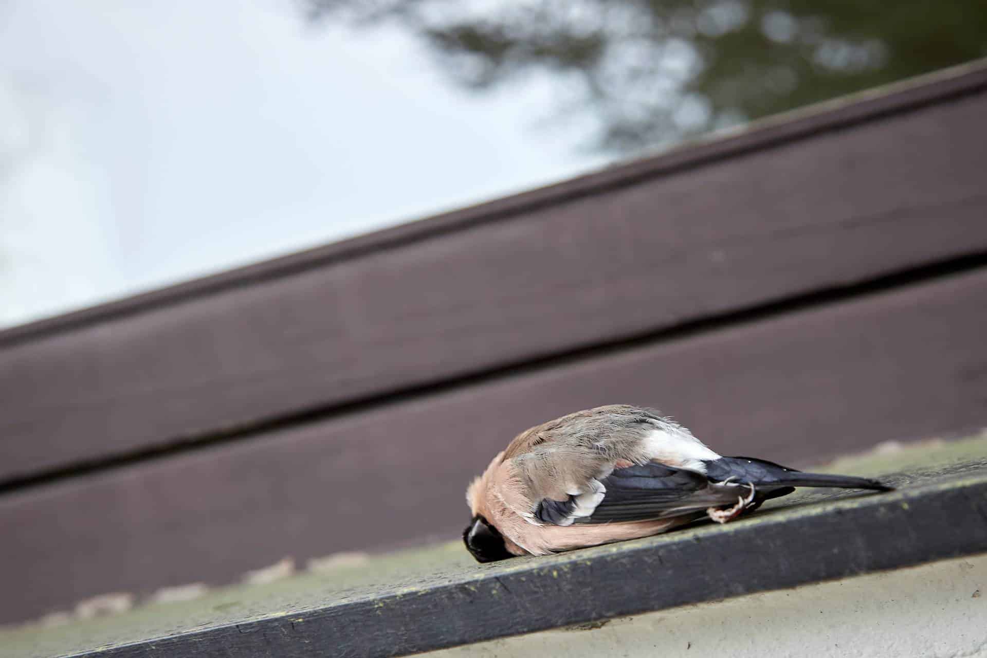 Toter Gimpel liegt nach einem Vogelschlag an einer Glasscheibe auf einem Fenstersims